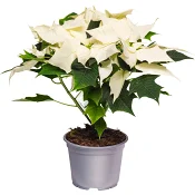 Julstjärna 4-6 grenad 12cm kruka Höjd 32cm vit.