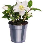 Julros 12cm kruka Höjd 27cm vit.