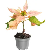 Julstjärna mini 6cm kruka Höjd 12cm varierande färger.