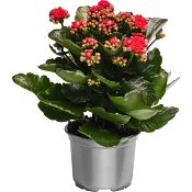 Kalanchoe 10,5 cm glitter.