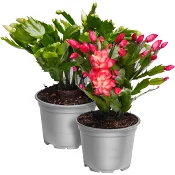 Julkaktus 12cm kruka Höjd 26cm varierande färger.