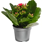 Kalanchoe dubbelblommande mini 6cm kruka Höjd 12cm röd.
