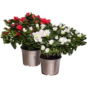 Azalea 14cm kruka Höjd 32cm varierande färger.