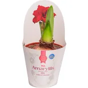 Amaryllis dubbel Röd 13cm ICA.