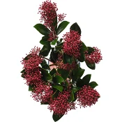 Bukett Skimmia.
