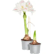 Amaryllis Ernst 13cm.