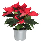 Julstjärna 3-4gr 11cm SE Röd ICA.