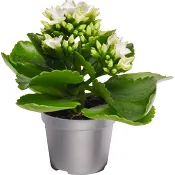 Kalanchoe dubbelblommande mini 6cm kruka Höjd 12cm vit.