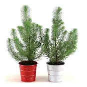 Arrangemang med Pinus 11 cm.