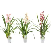 Cymbidium orkidé 12cm kruka varierande färger.
