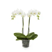 Brudorkidé 2-st 12cm.