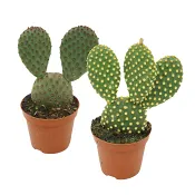 Kaktus Opuntia 9 cm.