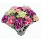 Storbl nejlikor 9-p 12st.