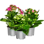 Kalanchoe dubbelblommande 10,5cm kruka Höjd 26cm varierande färger.
