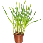 Vårlilja 13cm kruka vit 30 cm hög.