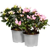 Azalea 13cm Höjd 23cm varierande färger.