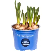 Pärlhyacint 12cm kruka blå 20 cm hög.