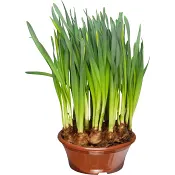 Påsklilja jumbo i en 23 cm skål.