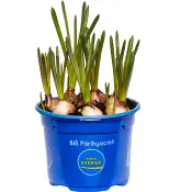 Pärlhyacint 10,5cm kruka blå 20 cm hög.