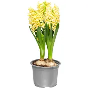 Vårhyacint 12cm kruka varierande färger.