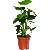 Monstera deliciosa 17cm kruka ICA.