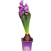 Vårhyacint 7 cm.