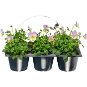 Pensé småblommig viol 6-p violett.