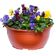 Penséskål rainbow 23cm.