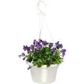 Pensé ampel medium 20cm kruka varierande färger.