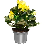 Begonia 12cm kruka Höjd 28cm gul.
