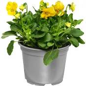 Pensé småblommig singel 12cm kruka varierande färger.