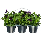 Pensé småblommig 6-p varierande färger.