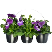 Pensé storblommig 6-p varierande färger.