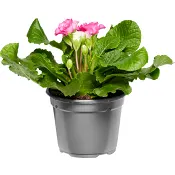 Jordviva specialmix 12cm kruka Höjd 20cm varierande färger.