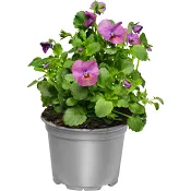 Pense rainbow 12 cm.