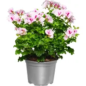 Ängpelargon 12cm kruka Höjd 30cm varierande färger.