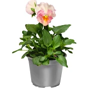 Årets Pensé 10,5 cm.