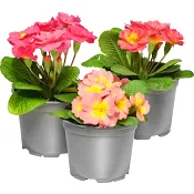 Jordviva Aprikos mix 12cm.