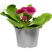 Jordviva dubbelblommande 10,5cm kruka Höjd 20cm varierande färger.