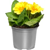 Jordviva enkelblommande 10cm kruka Höjd 20cm gul.