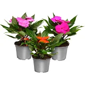 Lyckliga Lotta 12cm kruka Höjd 25cm varierande färger.