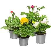 Ranunkel 11cm kruka Höjd 25cm varierande färger.