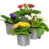 Jordviva Ballerina 12cm mix.