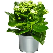 Kalanchoe 10,5 cm vit.