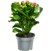 Kalanchoe 10,5cm rosa.