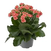 Kalanchoe 10,5cm Aprikos.