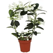 Doftranka 12cm kruka Höjd 45cm vit.