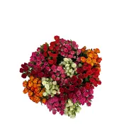 ICA Kvistrosor 5 pack Fair trade 50 cm mix.