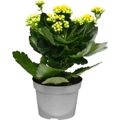 Kalanchoe 10,5cm gul.