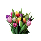 Tulpaner 13-pack mixade.